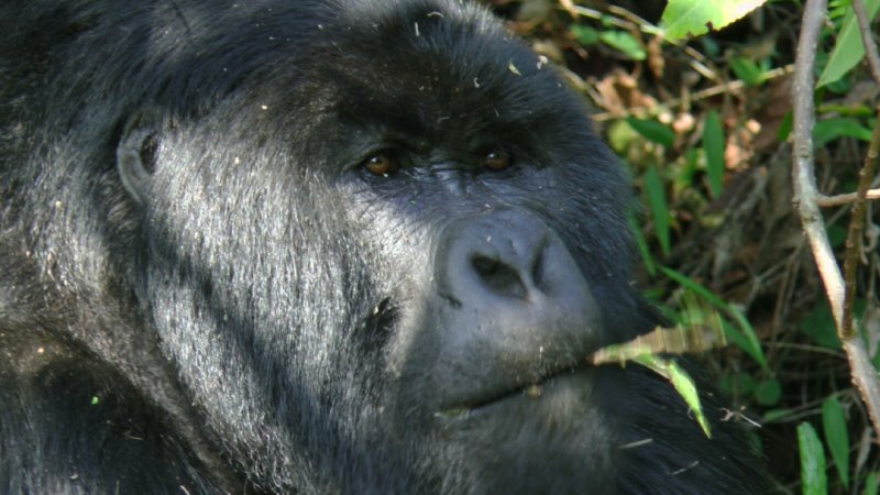 Gorily v Ugandě