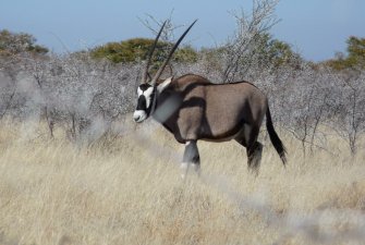 Namibie: žena kmene Himba – Oryx – Lev – NP Etosha