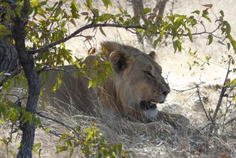 Namibie: žena kmene Himba – Oryx – Lev – NP Etosha