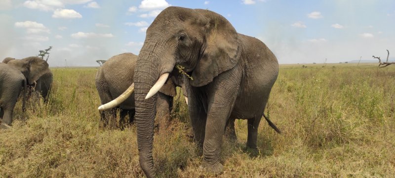 Z Liborova archivu. NP Serengeti.