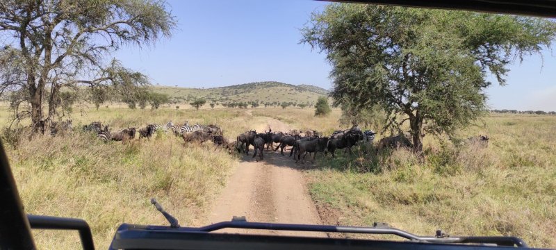 Období migrace, NP Serengeti.