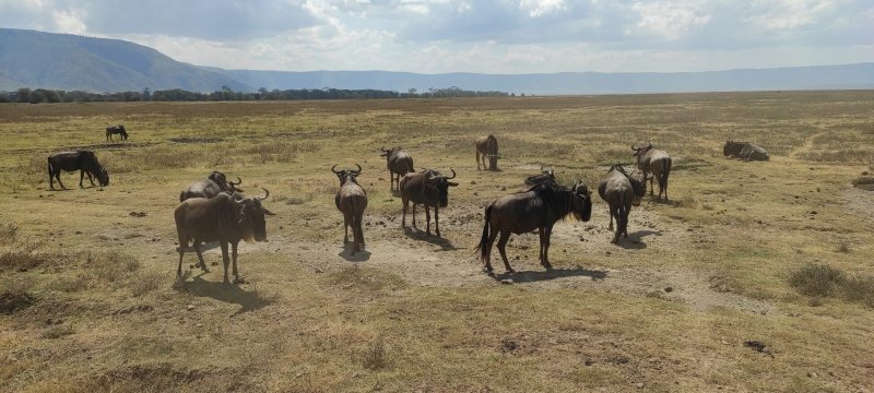 Členové TKS2 zažili Serengeti