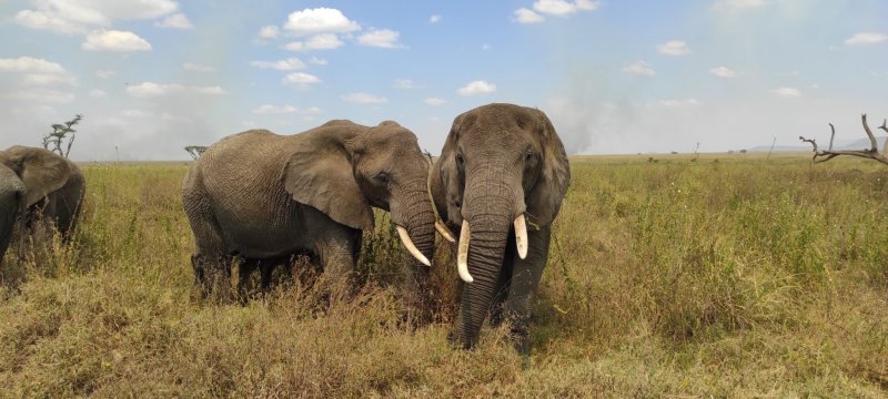 Serengeti, stádo slonů