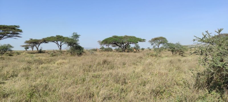 Členové TKS2 zažili Serengeti