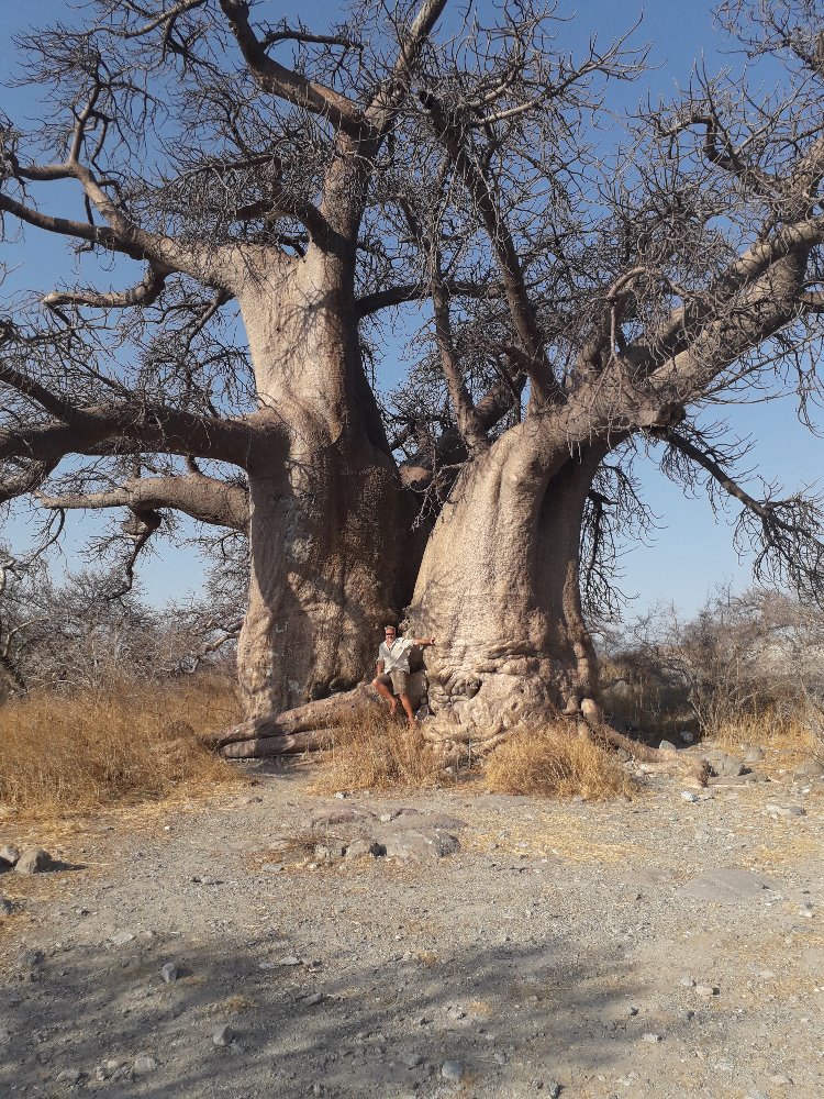 Botswana, země baobabů.